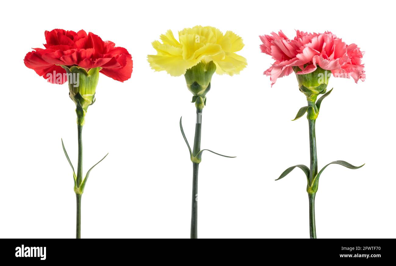 Carnations set isolated on white background Stock Photo