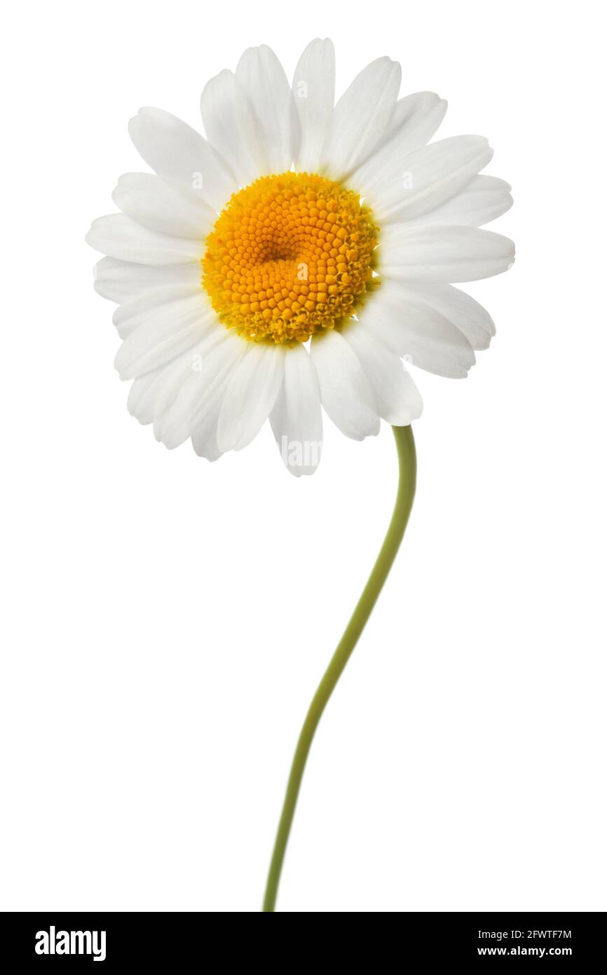 White daisy with stem isolated on white background Stock Photo