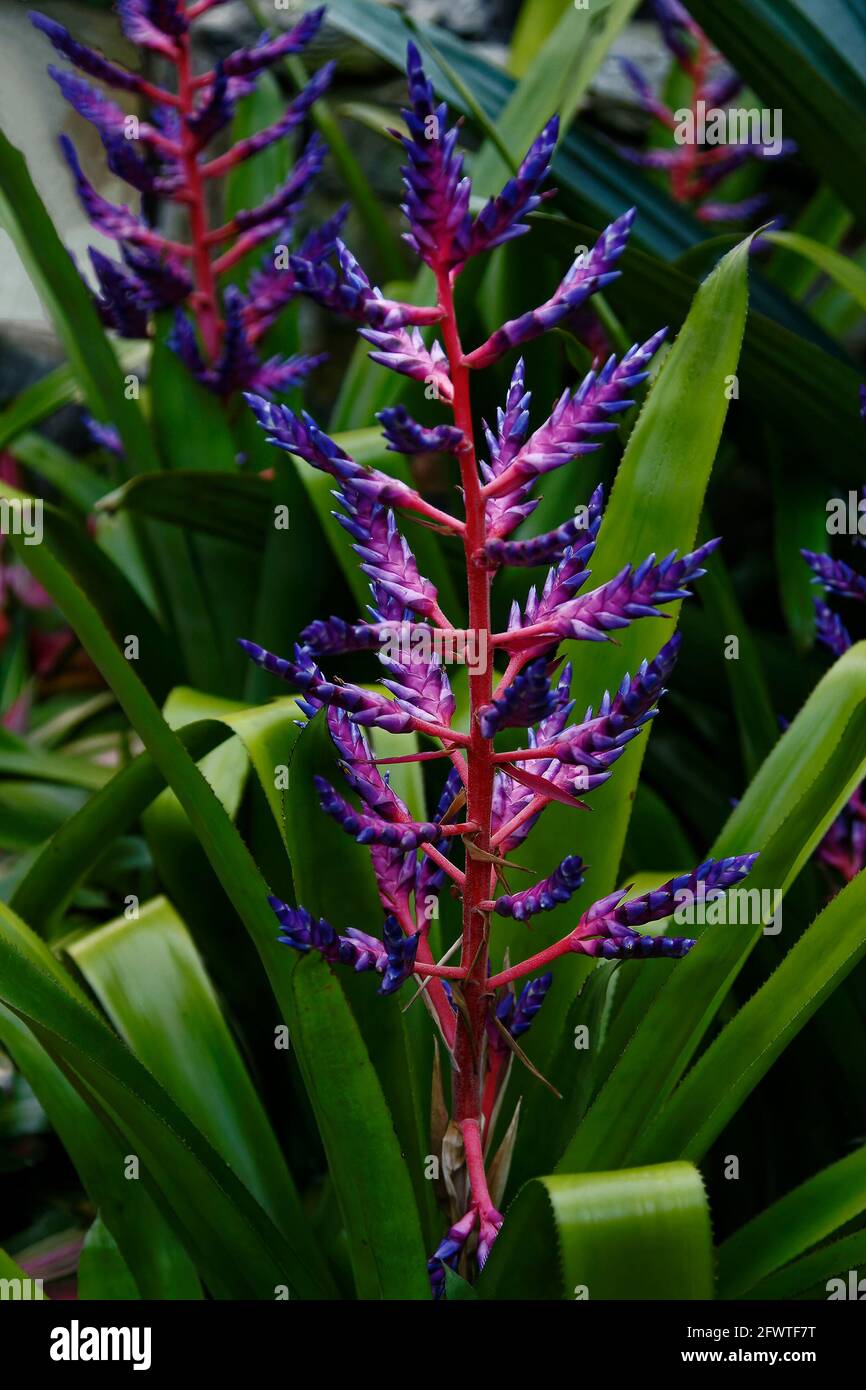Aechmea, Blue Tango, bromeliad family, cultivated flower, purple, rose, green spike leaves; summer Stock Photo