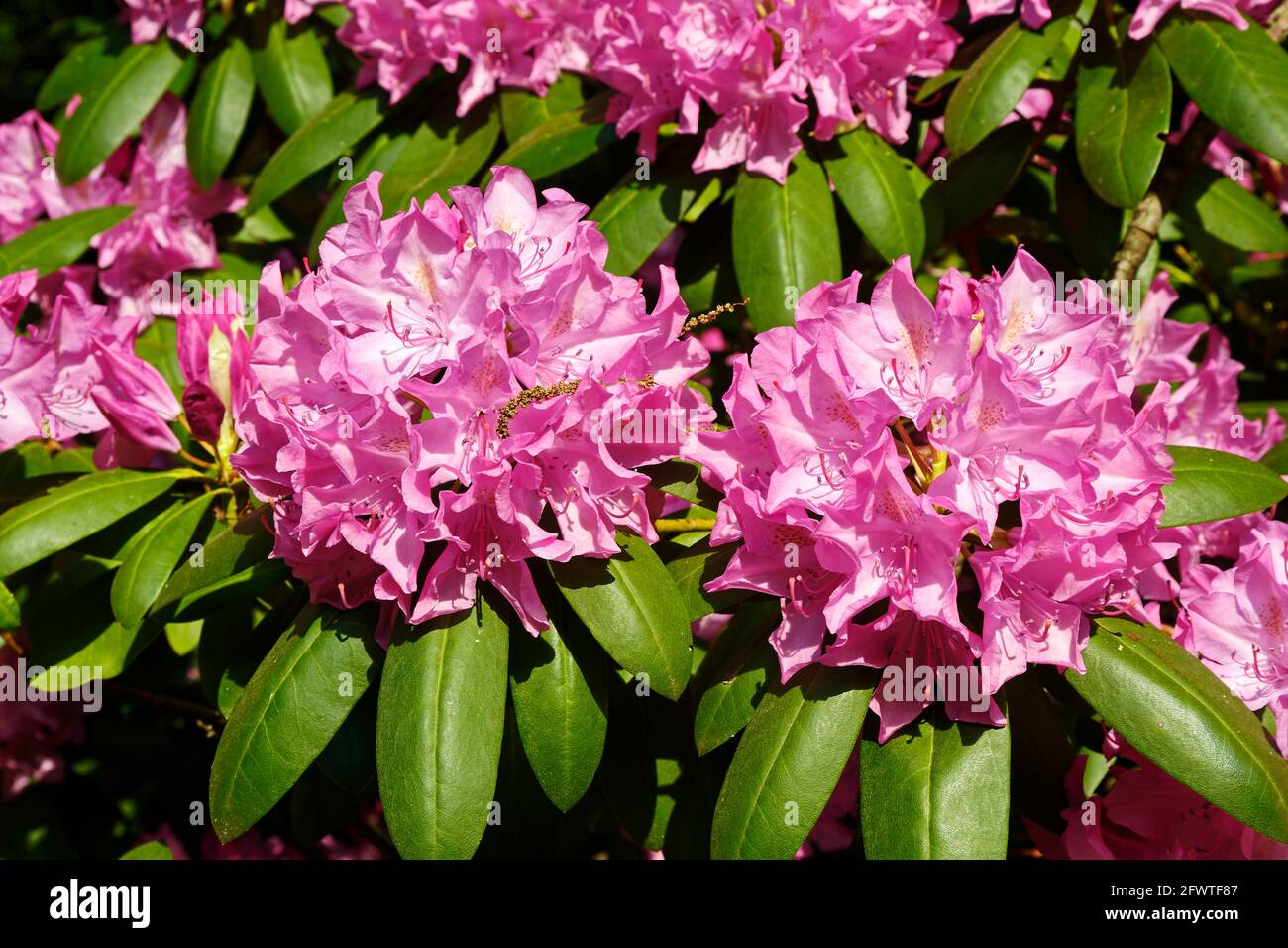 rhododendron, rose color, close-up, shrub, cultivated flowers, large clusters, green leaves, nature, Pennsylvania, spring Stock Photo