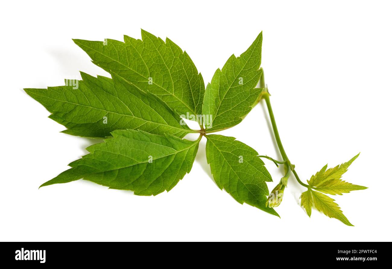 Virginia creeper branch with leaves isolated on white Stock Photo