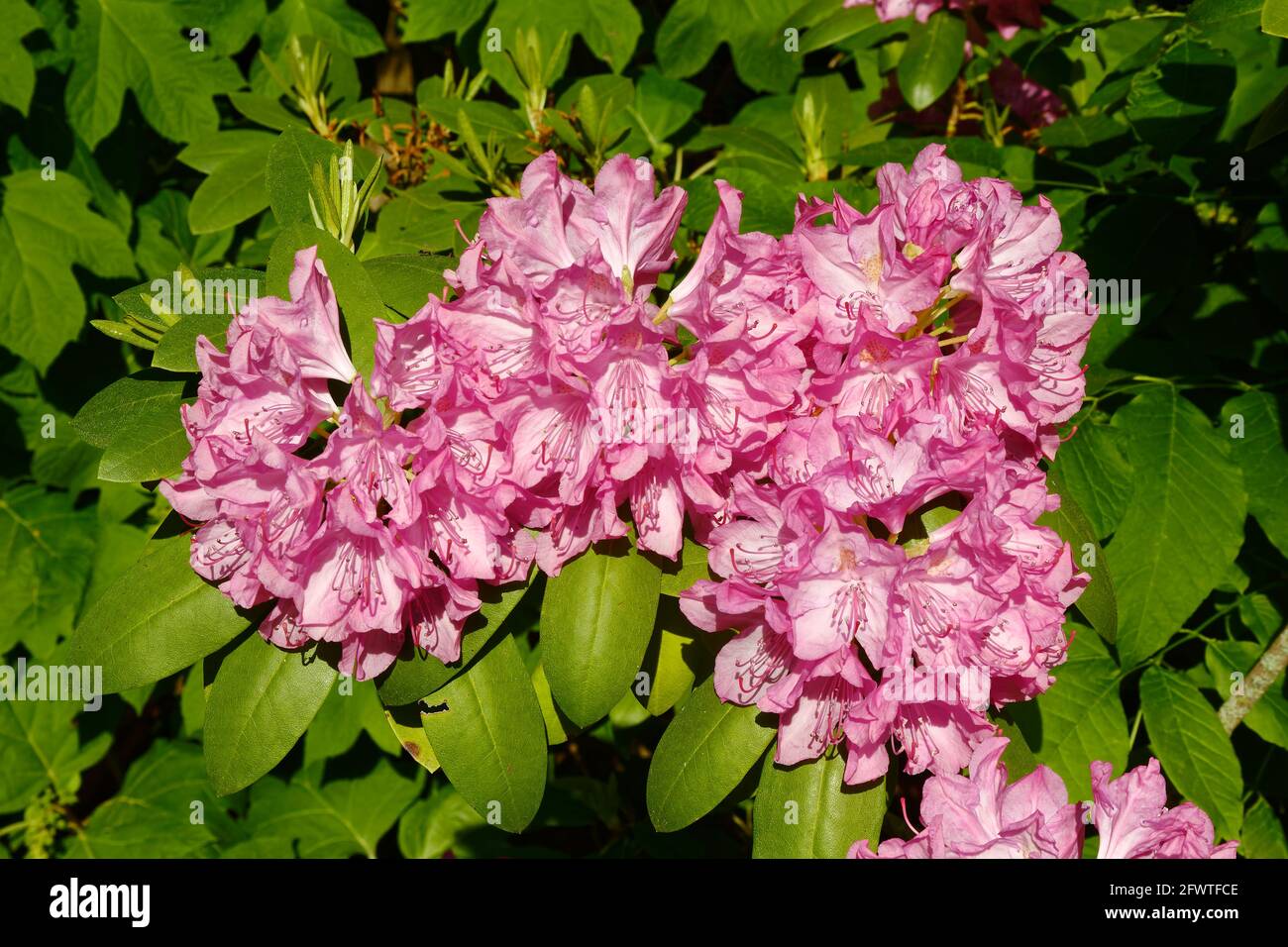 rhododendron, rose color, close-up, shrub, cultivated flowers, large clusters, green leaves, nature, Pennsylvania, spring Stock Photo