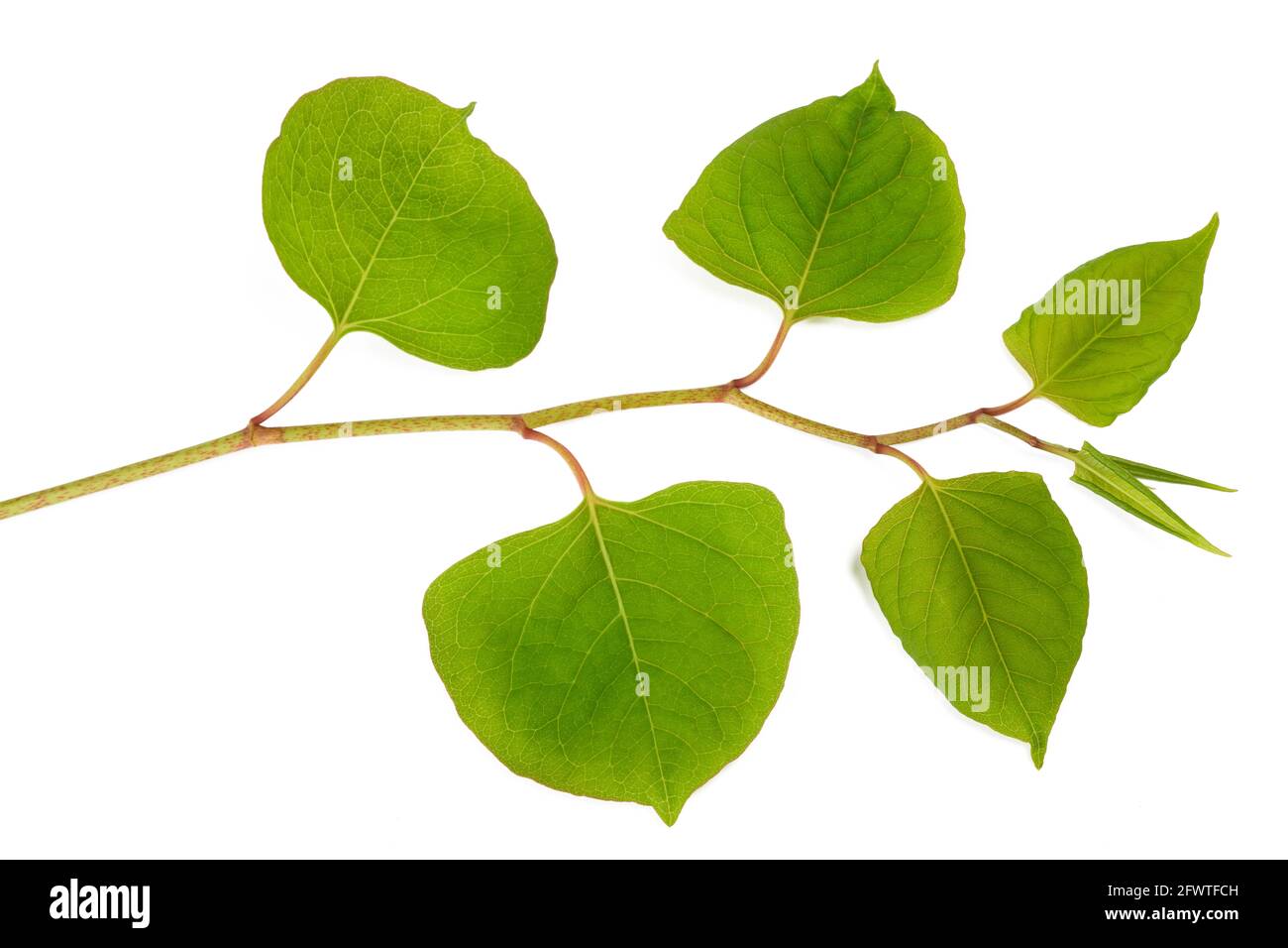 Asian knotweed branch isolated on white background Stock Photo