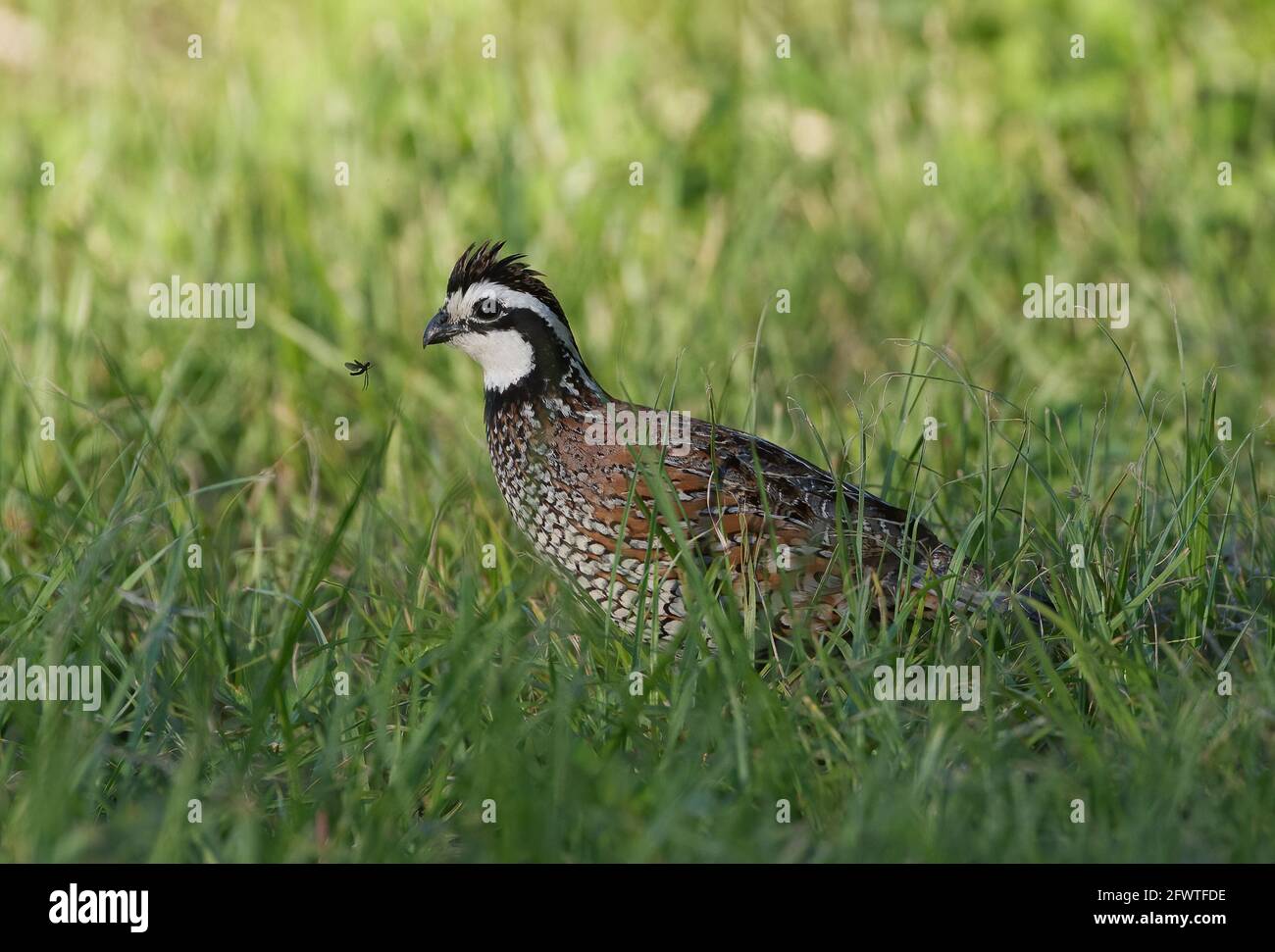 male northern bobwhite quail (Colinus virginianus) in grass with a love bug flying in front of its face Stock Photo