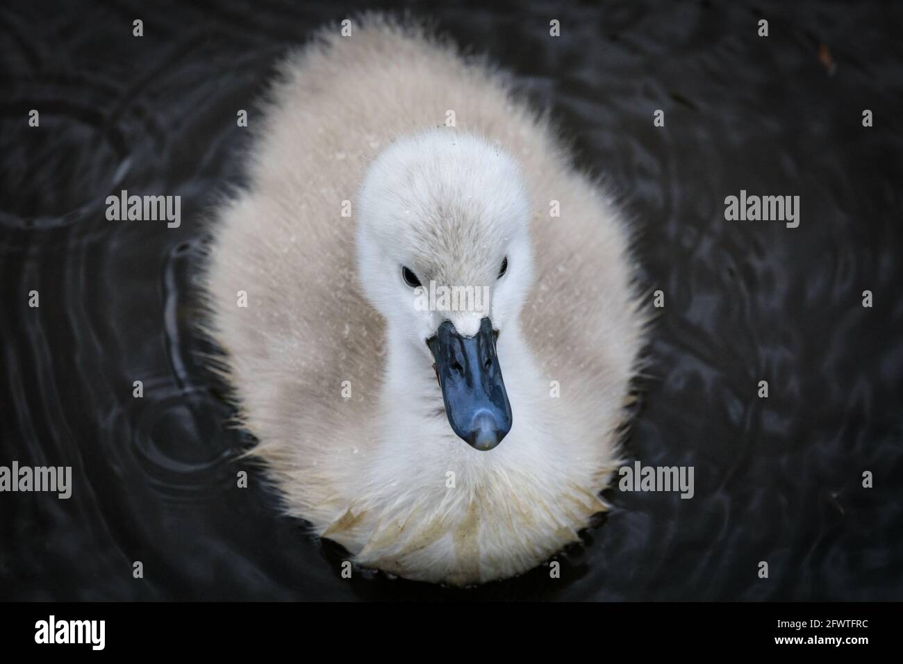 Haltern Lake, NRW, Germany. 24th May, 2021. A cute little cygnet swims on its own. A family of mute swans with five fluffy week-old cygnets venture out onto Haltern Lake despite the rainy German bank holiday weather. Credit: Imageplotter/Alamy Live News Stock Photo