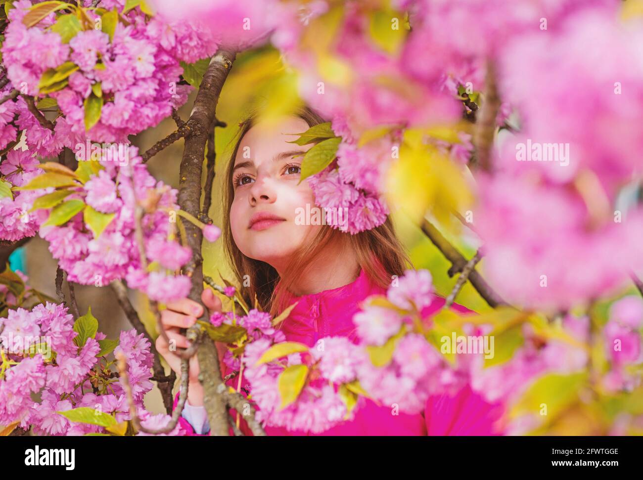 Pollen allergy concept. Kid enjoy cherry blossom sakura. Kid on pink