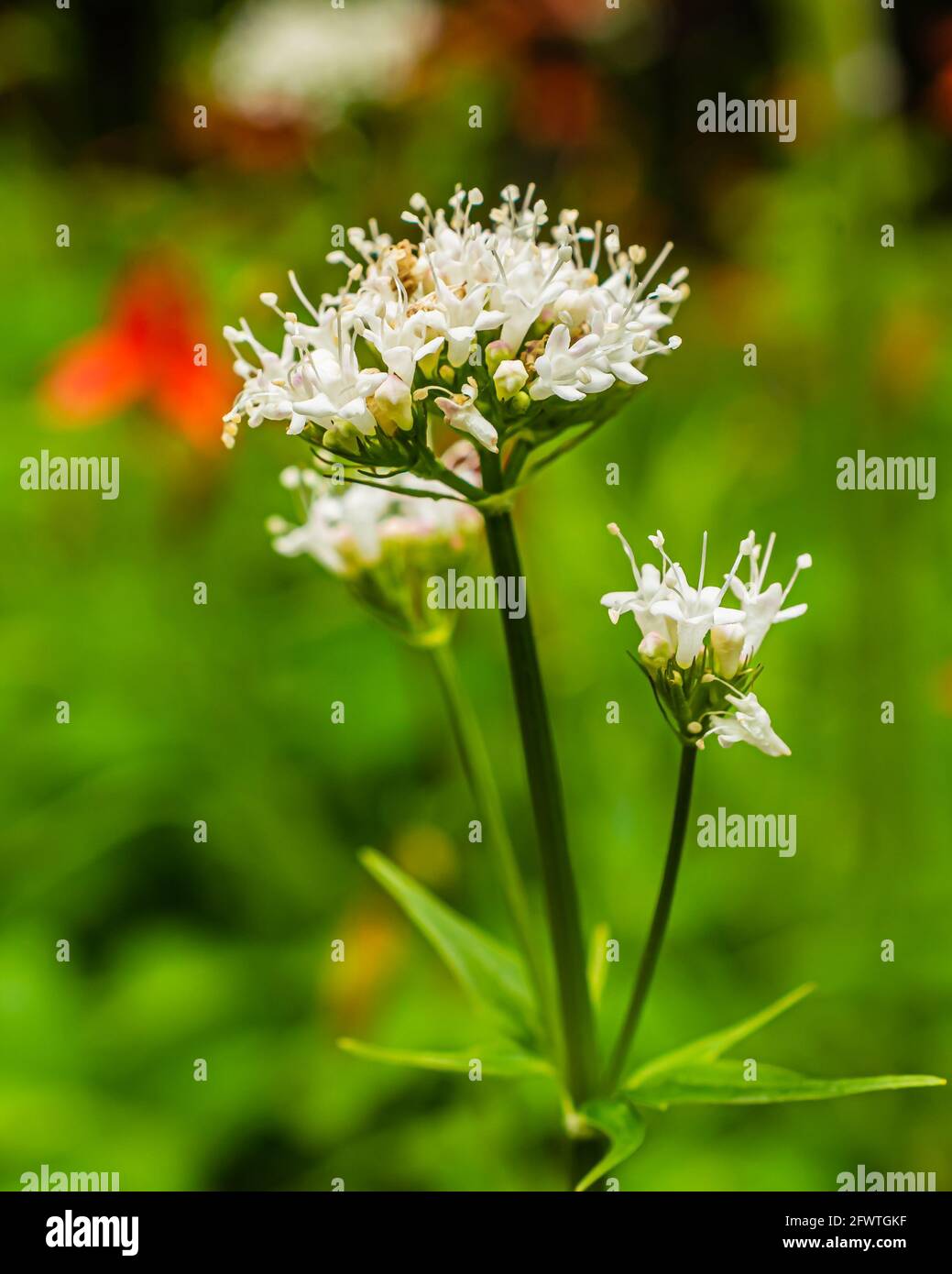 A macro image of Garden Valerian, from the honeysuckle family. It is also known as All-heal, Garden Heliotrope, Common Valerian, and Setwall. Botanica Stock Photo