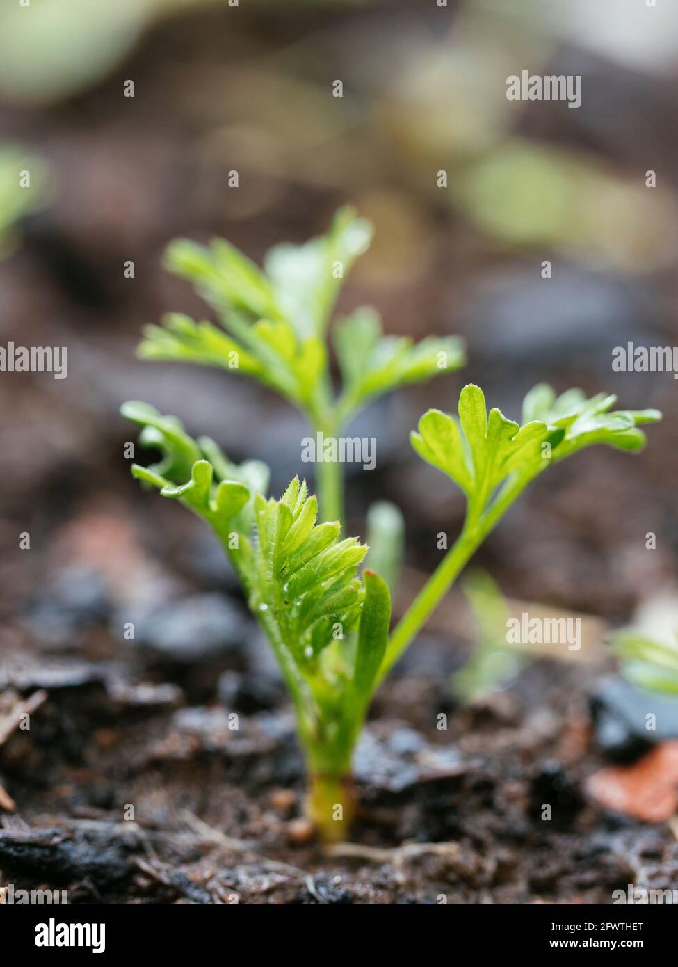 Young carrot seedling growing in a vegetable garden. Stock Photo
