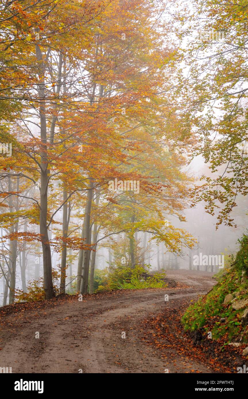 Beech forest of La Figuerassa, in autumn, with a misty atmosphere (Berguedà, Barcelona, Catalonia, Spain, Pyrenees) ESP: Hayedo de la Figuerassa Stock Photo