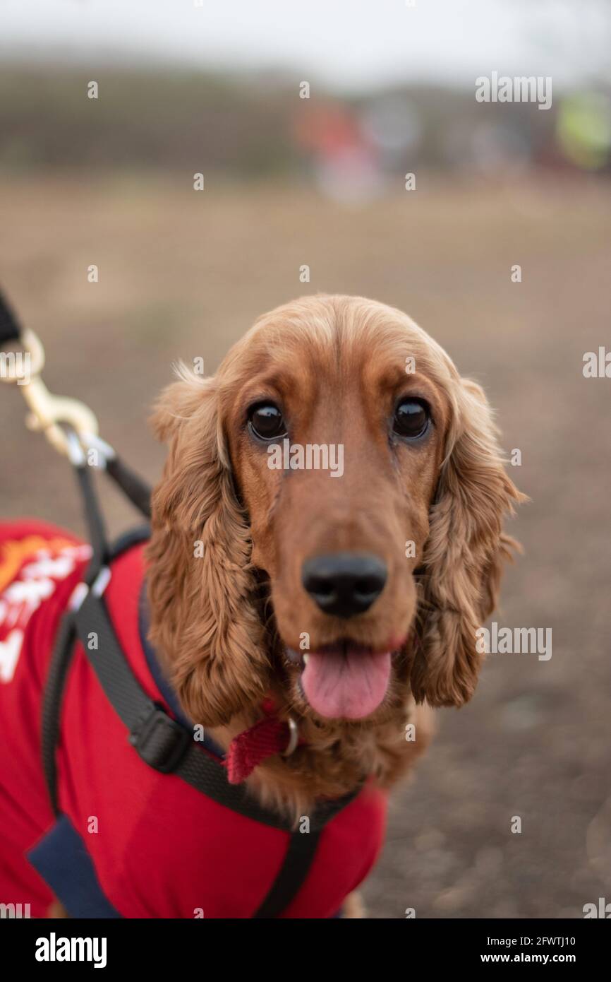 cocker spaniel harness size