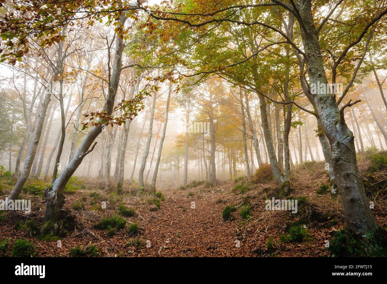 Beech forest of La Figuerassa, in autumn, with a misty atmosphere (Berguedà, Barcelona, Catalonia, Spain, Pyrenees) ESP: Hayedo de la Figuerassa Stock Photo
