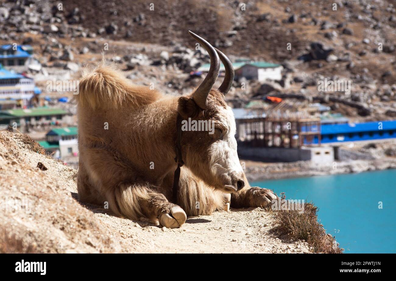 Yak and Gokyo lake and village on background,  Nepal Himalayas Stock Photo