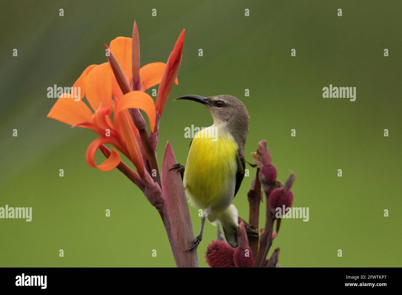 Purple rumped sunbird, Leptocoma zeylonica, sucking nectar from the flowers, Pune, Maharashtra India Stock Photo