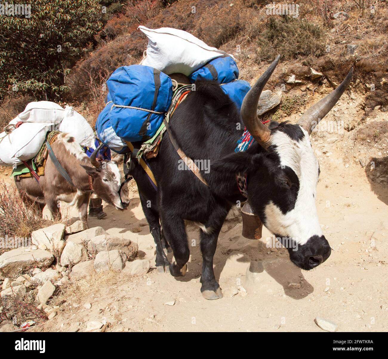 Caravan of yaks, bos grunniens or bos mutus, on the way to Everest base camp - Nepal Himalayas mountains Stock Photo