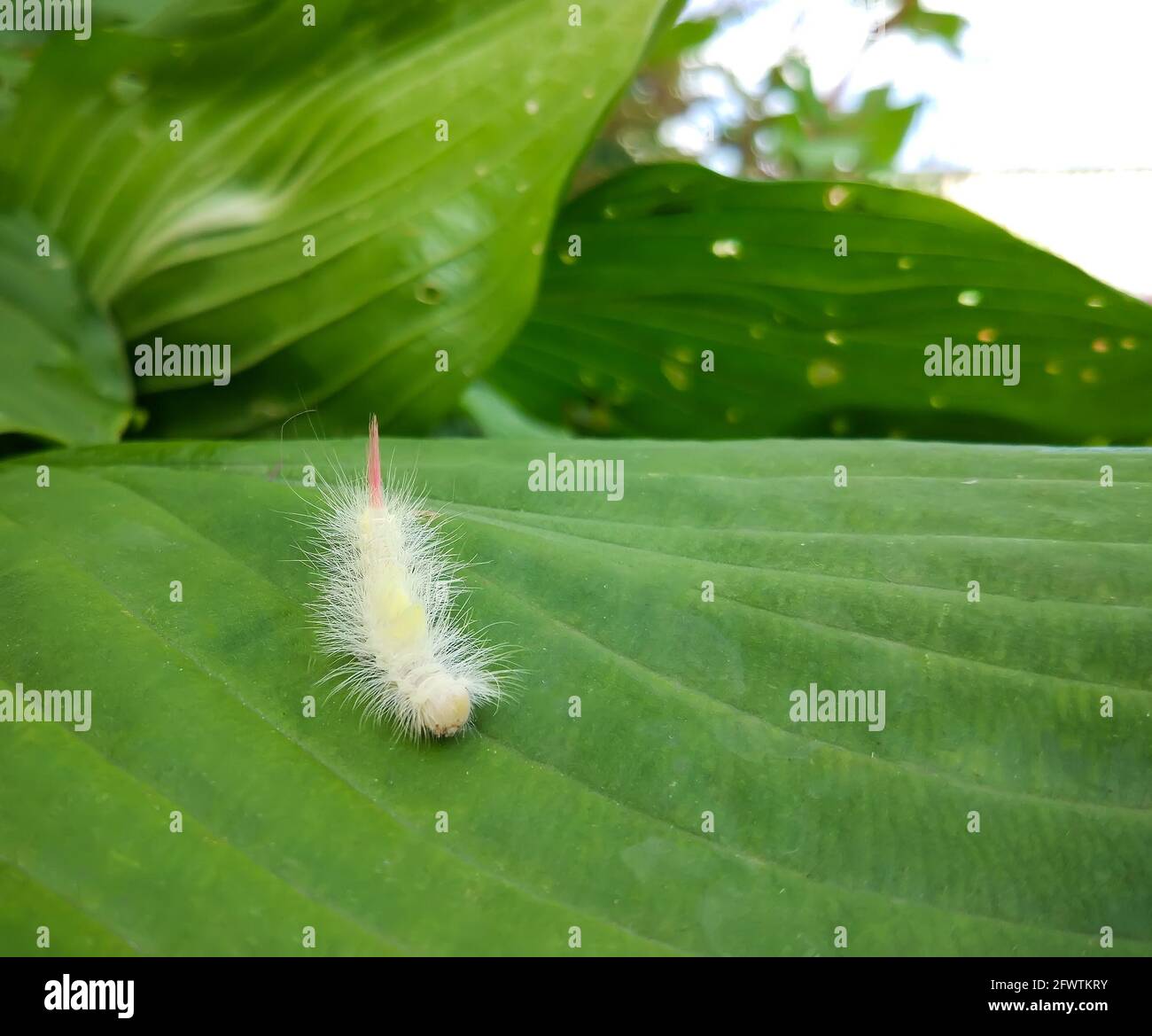 White fluffy caterpillar of a Leucoma salicis or Lymantriinae butterfly on green leaf. Stock Photo