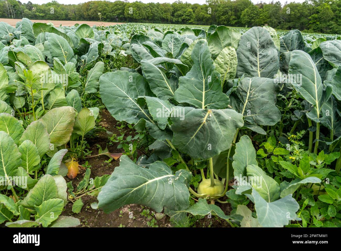Field with kohlrabi plants, kohlrabi tubers, NRW, Germany Stock Photo