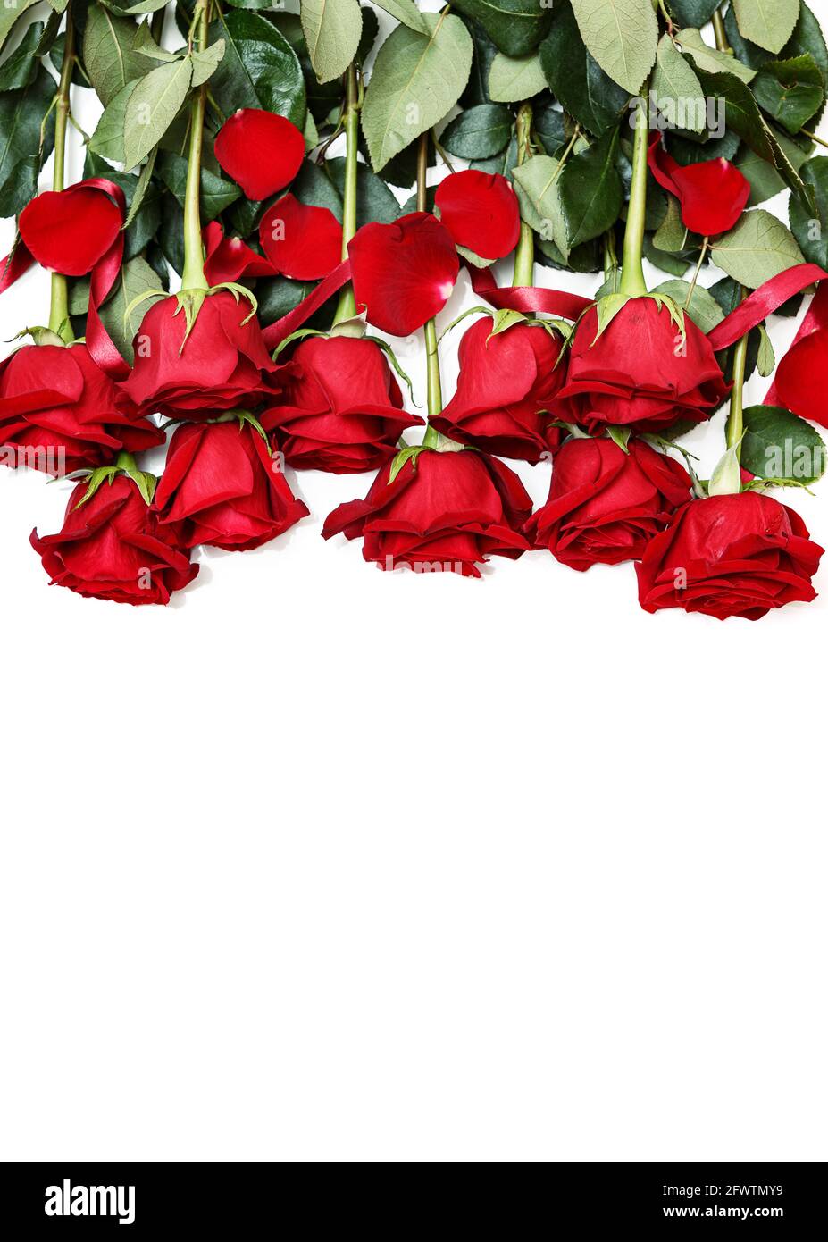 Rows of Red Roses Lined Up Along the Image Edge on White Stock Photo ...