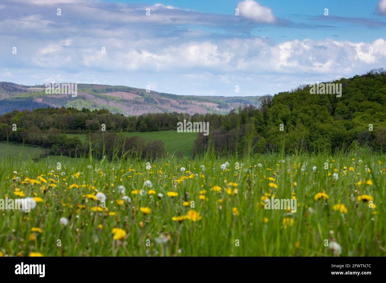 Park panorama dandelion meadow hi-res stock photography and images - Alamy