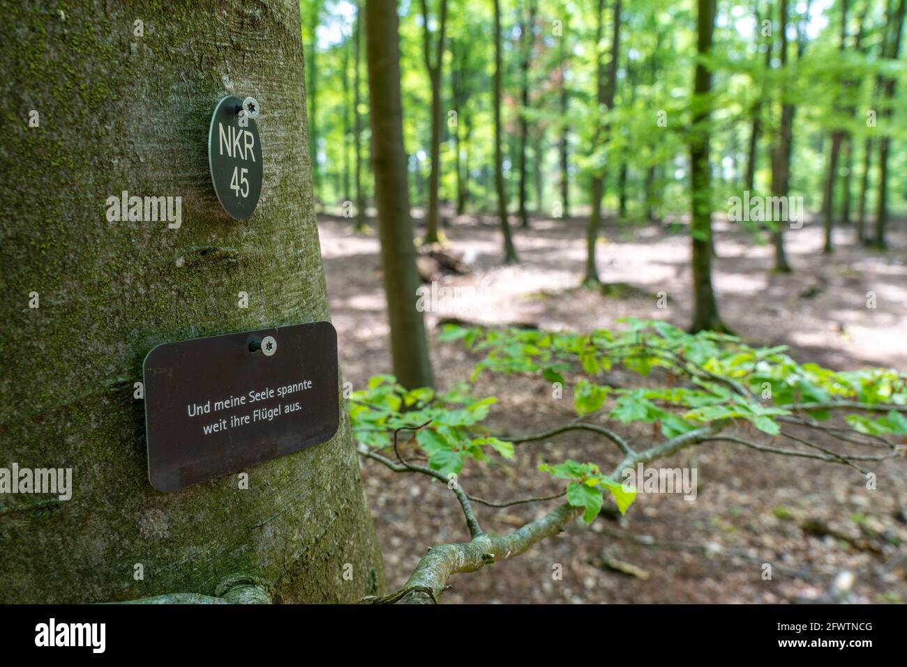 Cemetery forest, burial place in the forest, in biodegradable urns, under trees, Niederkrüchten, NRW, Germany, Stock Photo