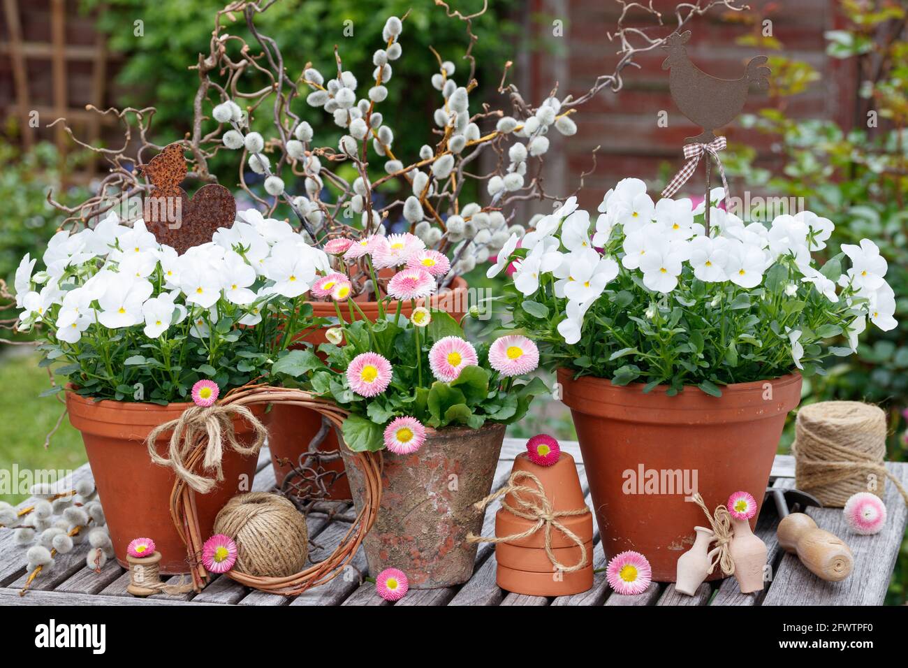 rustic garden decoration with bellis perennis and viola flowers in terracotta pots Stock Photo