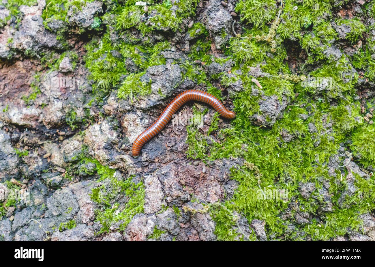 A centipede in wild Stock Photo - Alamy A centipede in wild Stock Photo - Alamy