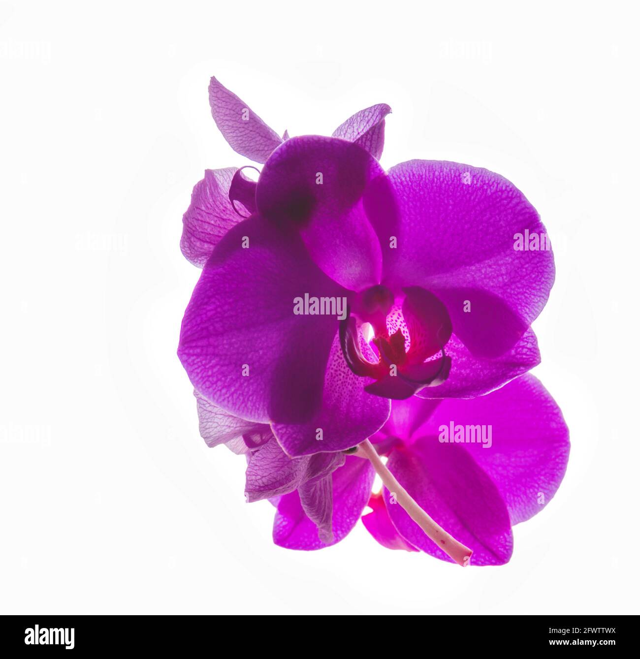 Purple orchid on a white background Stock Photo