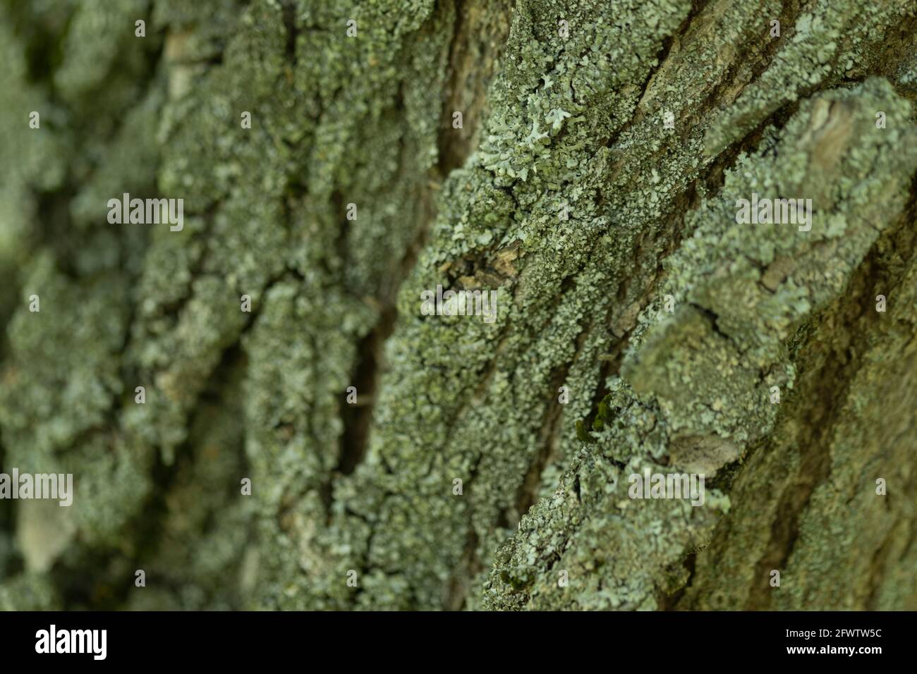 Old wood tree background or texture. Tree bark Stock Photo - Alamy