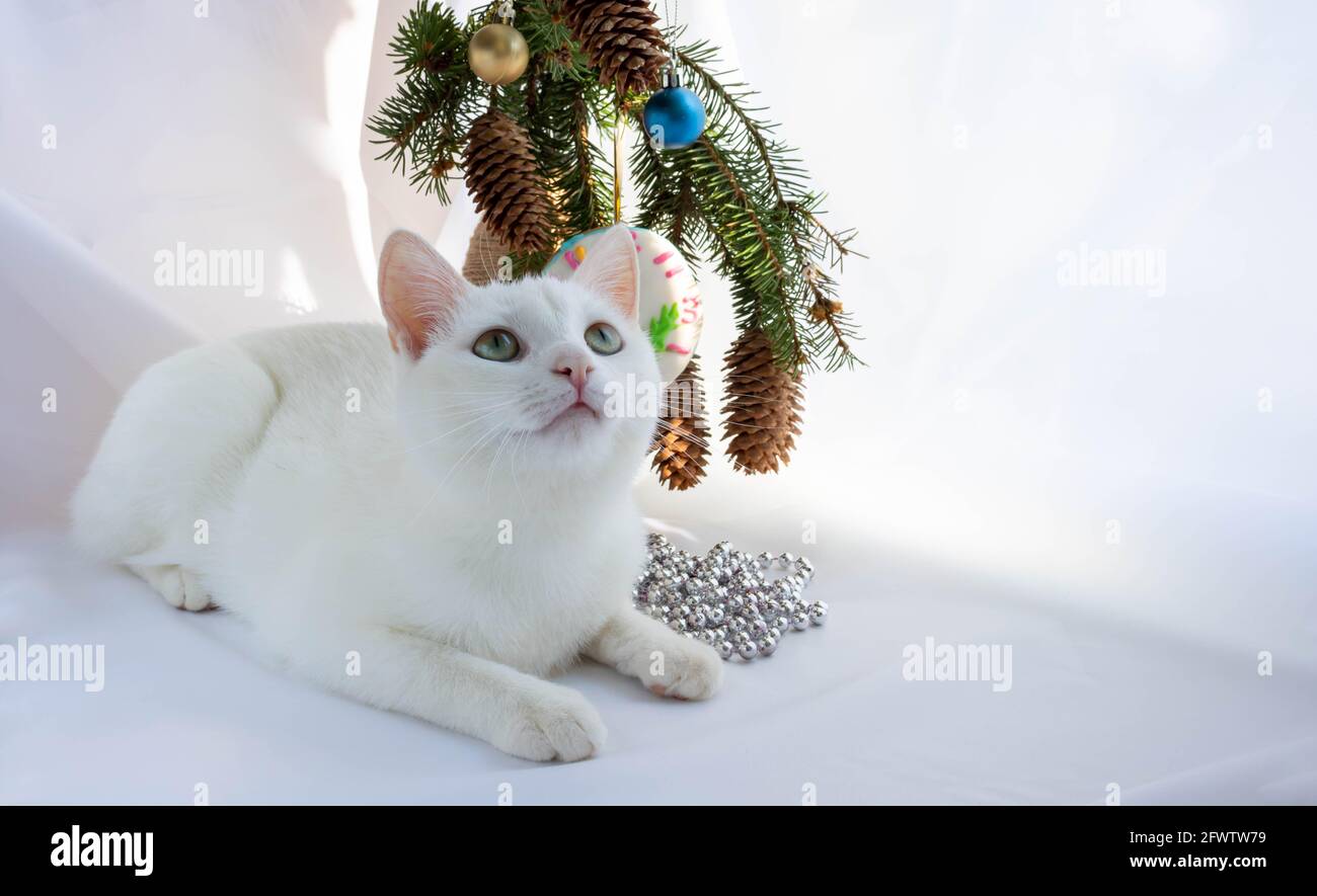 Kittens For Christmas 2022 New Year's Eve, 2022.A White Curious Cat Sits Next To A Christmas Tree  Bouquet Stock Photo - Alamy
