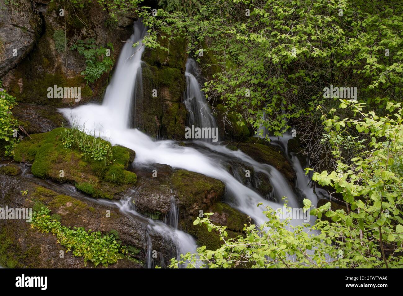 Water cascading through the leafy forest. With rocks full of green moss. Colour and horizontal image in Castellar de n'Hug. Travel concept. Stock Photo