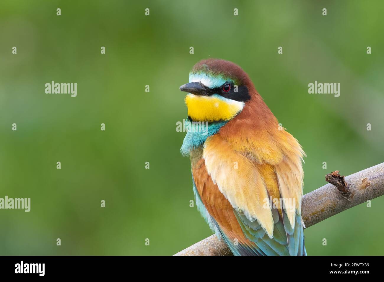 European bee eater perched on branch (Merops apiaster) closeup Stock Photo