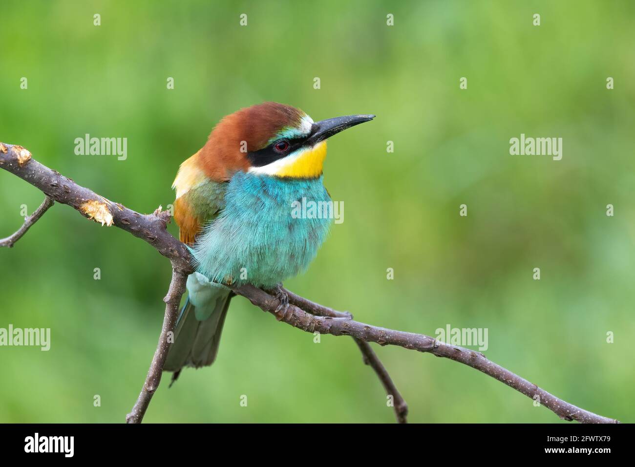 Bee eater perched on branch (Merops apiaster) Stock Photo