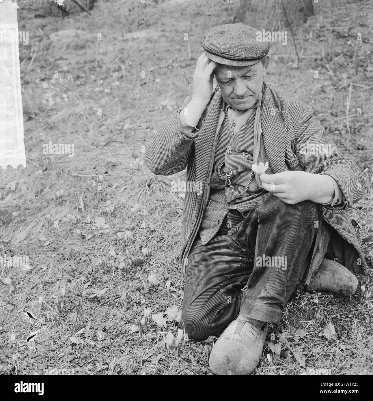 Uncle Dirk The Gardener Looks At The Crocuses In Bloom At Linnaeushof February 26 1965 Gardeners The Netherlands 20th Century Press Agency Photo News To Remember Documentary Historic Photography 1945 1990 Visual Stories