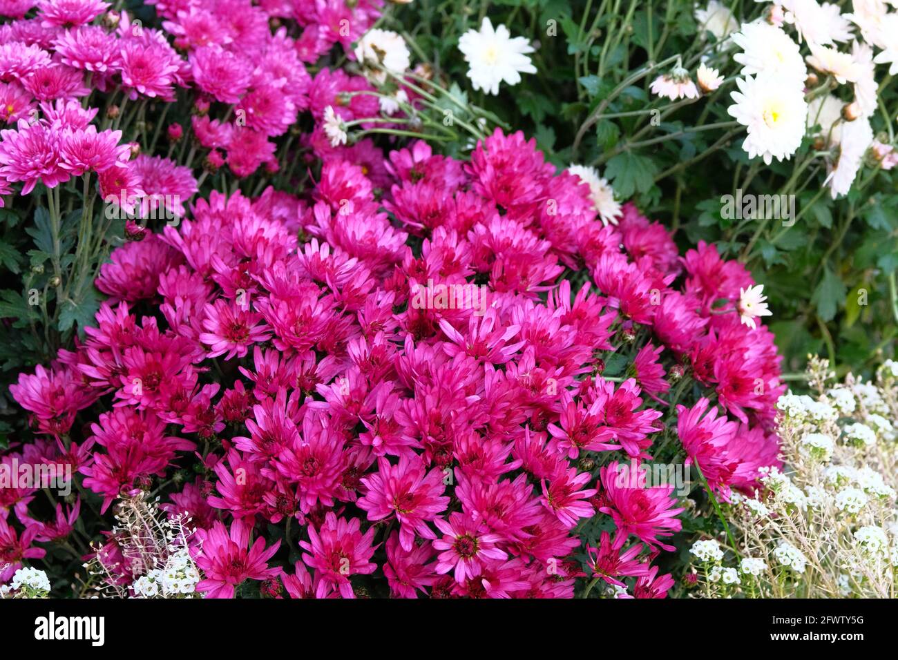 Chrysanthemums in botanical garden. Bouquet of bright purple flowers, magenta annuals. Close up. Stock Photo