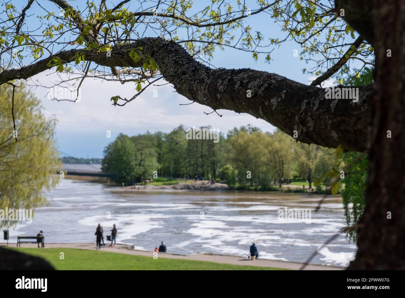 Helsinki / Finland - MAY 22, 2021: A closeup of a tree branch. People in the background enjoying the summer day. Stock Photo