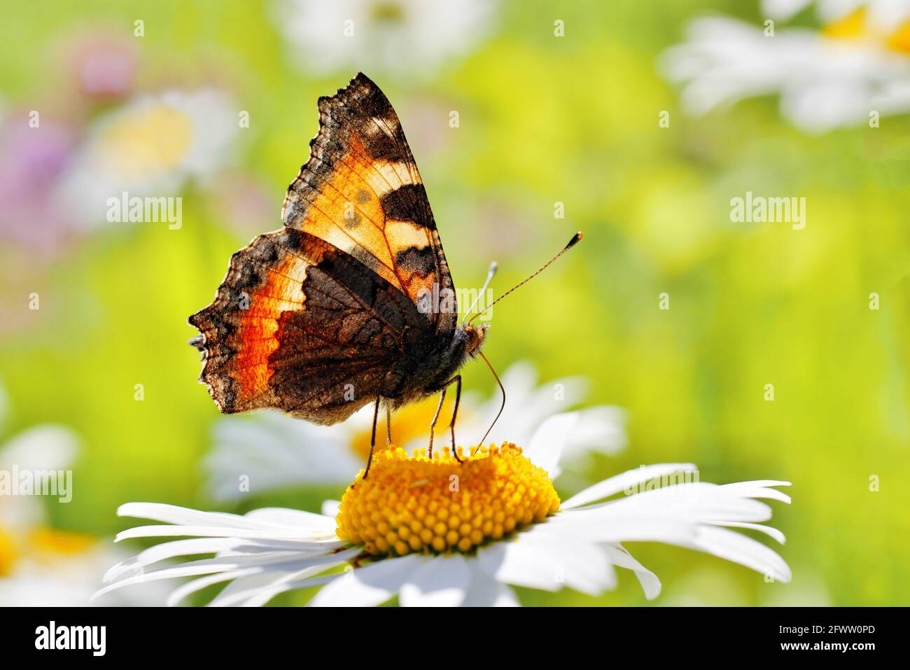 macro of urticaria butterfly feeding on daisy flower, consuming nectar  through the proboscis Stock Photo