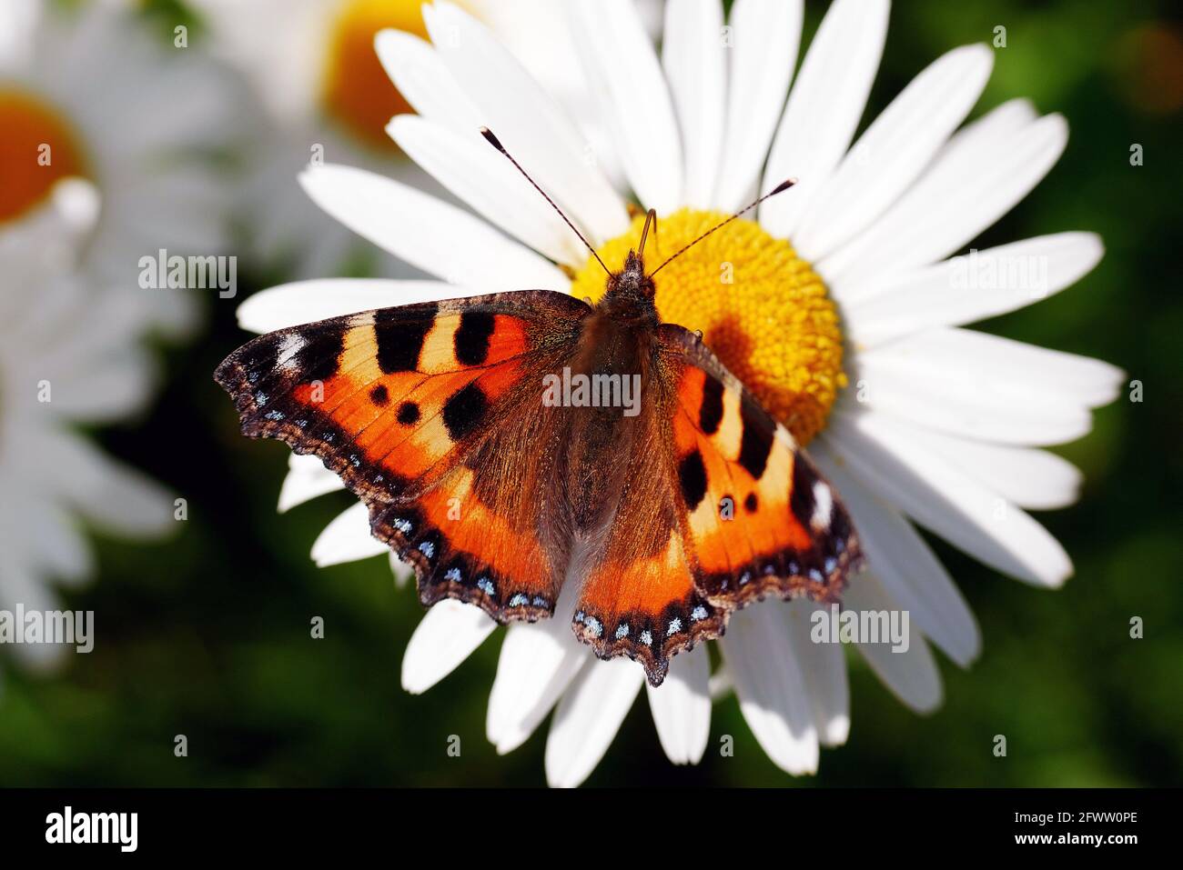 top view of urticaria butterfly on daisy flower, consuming nectar  through the proboscis Stock Photo