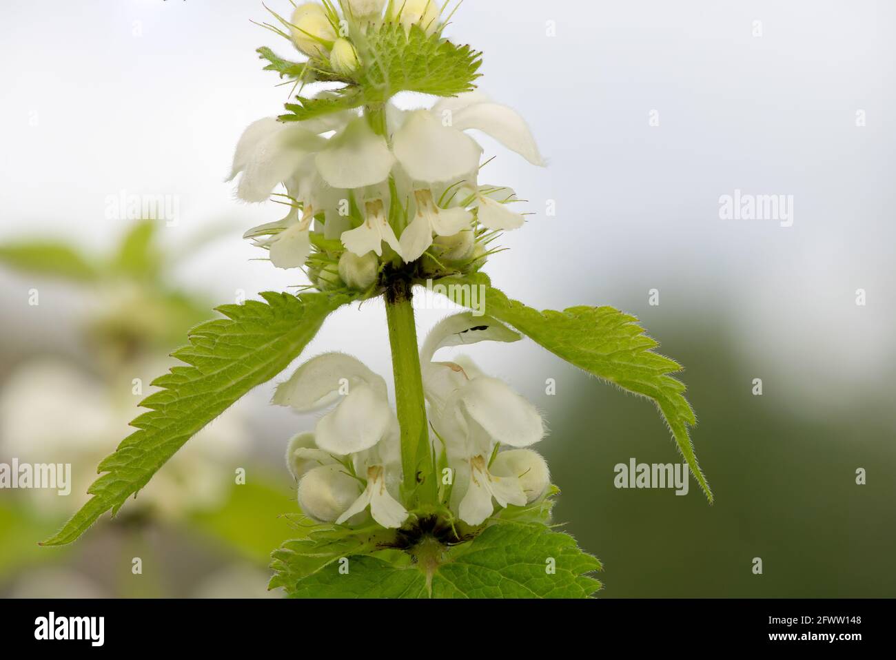 Close up of stinging nettle (urtica dioica) flowers Stock Photo - Alamy