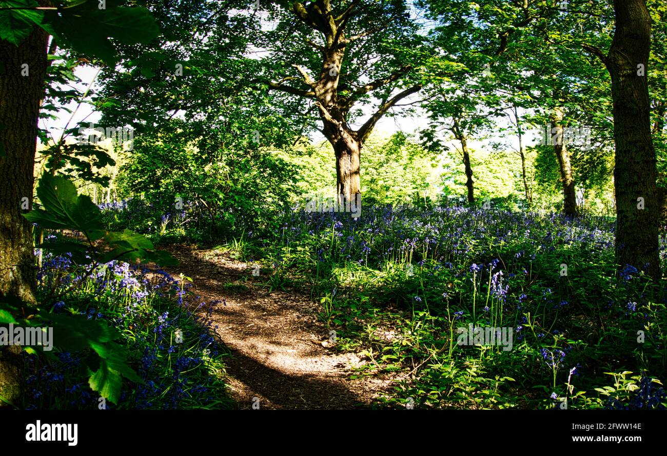 Bluebells and the Bluebell woodlands of Willesley Wood on the National Forest Way in  the heart of England. Stock Photo