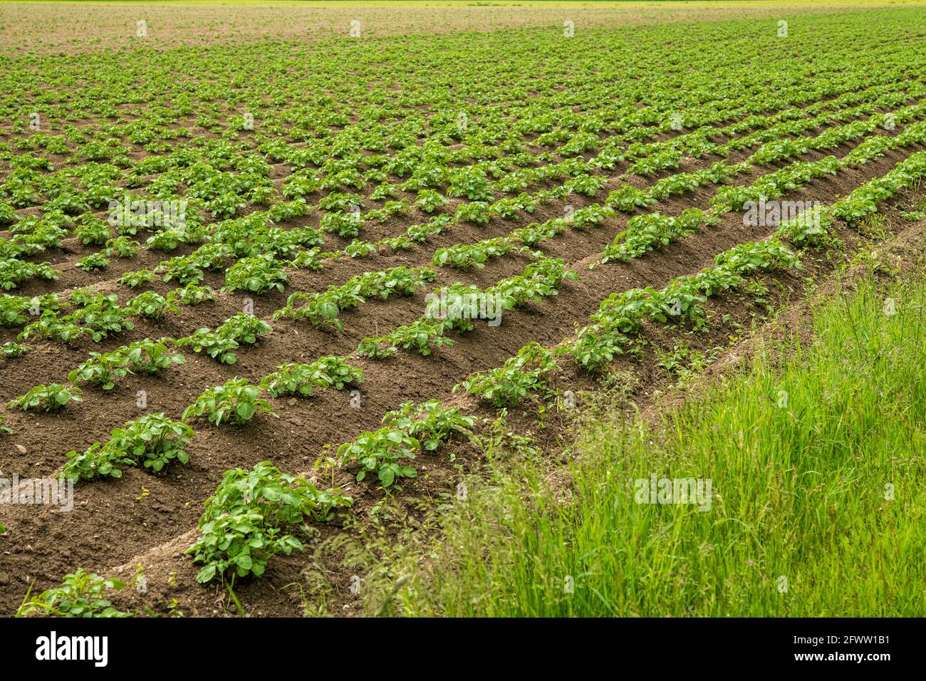 The potato plants in the field have already grown far and are perfectly aligned Stock Photo
