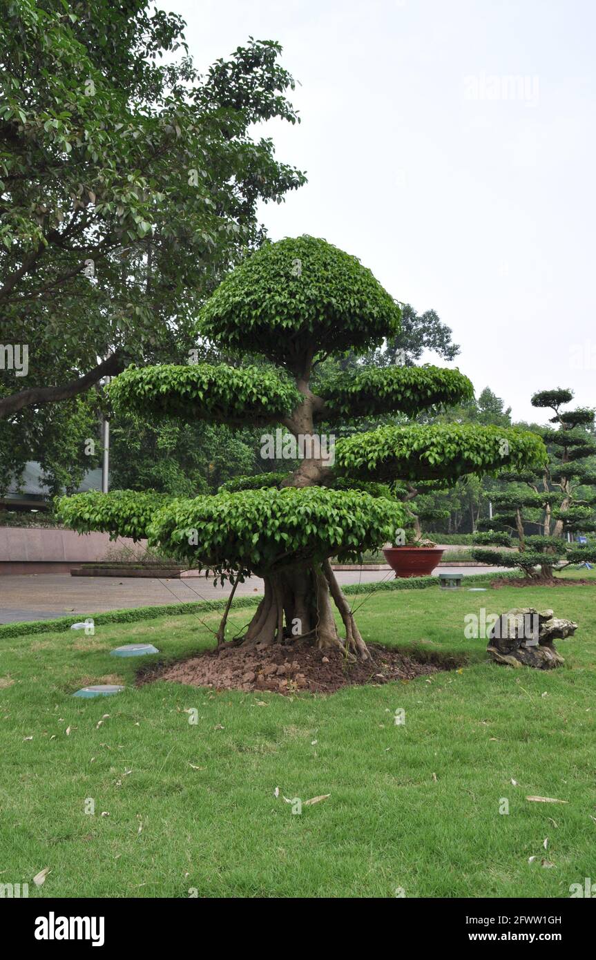 Big bonsai tree hi-res stock photography and images - Alamy