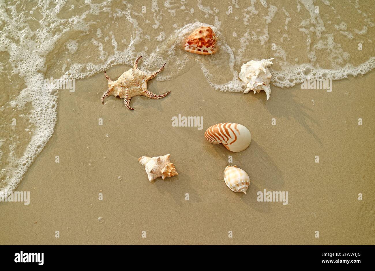 Various types of natural gorgeous seashells on the waves crashing sand beach Stock Photo
