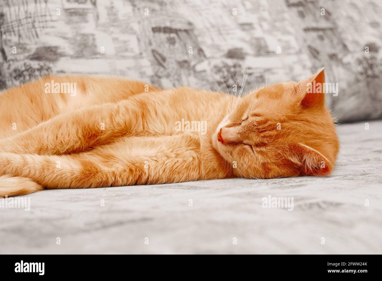 ginger cat stretched and sleeping on couch Stock Photo