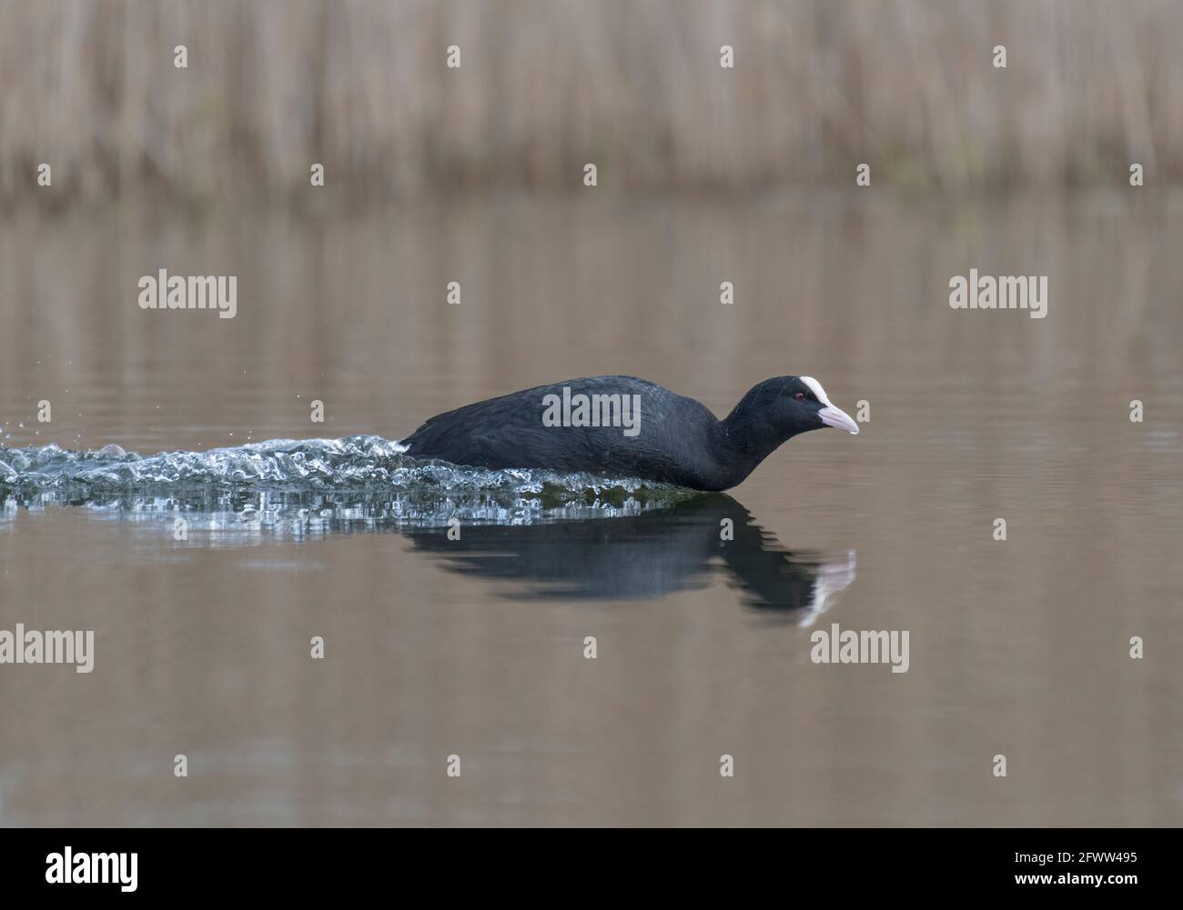 Common Coot, Fulica atra, Charging across water, Lancashire, UK Stock Photo