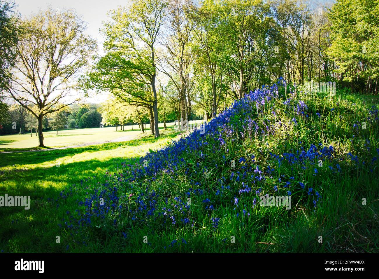 Bluebells and the Bluebell woodlands of Willesley Wood on the National Forest Way in  the heart of England. Stock Photo