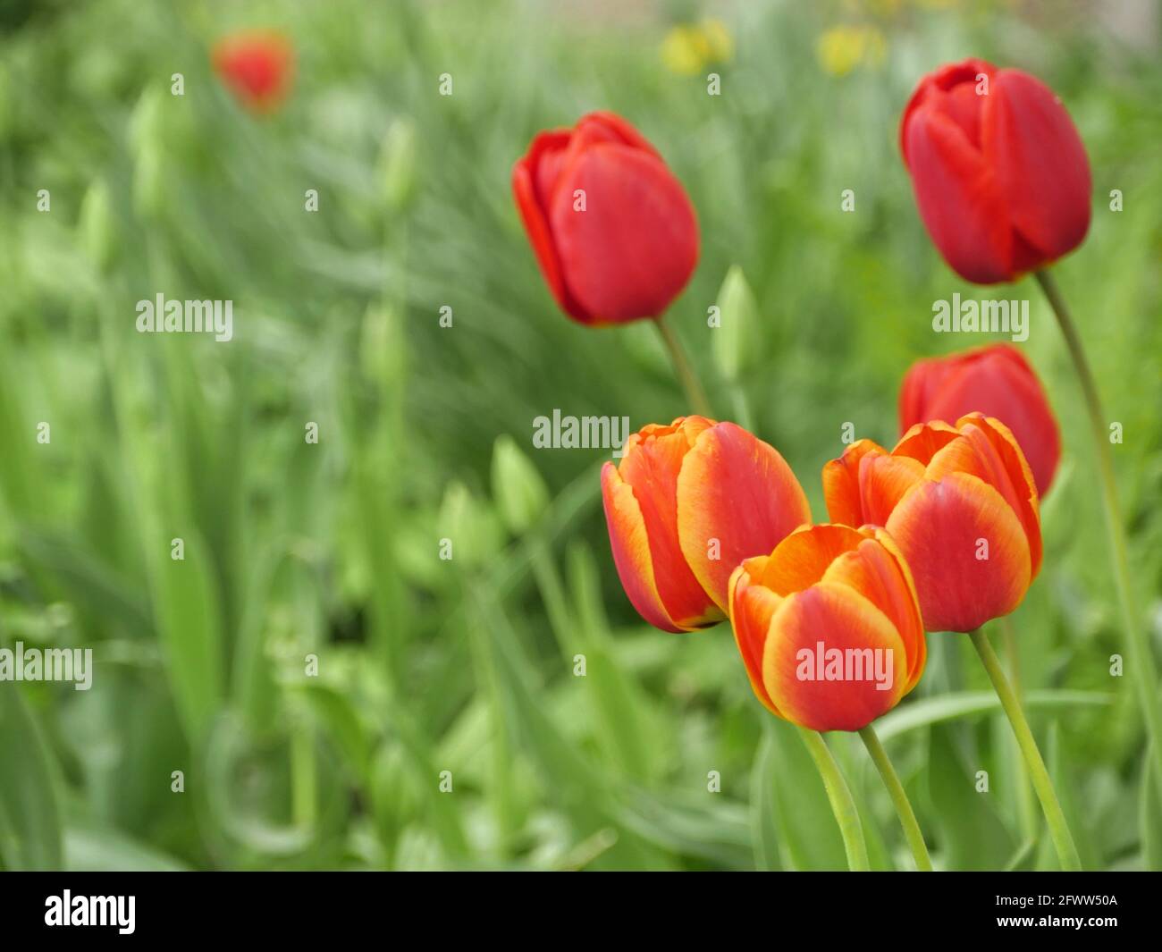 red tulips bloom in the garden in spring Stock Photo - Alamy