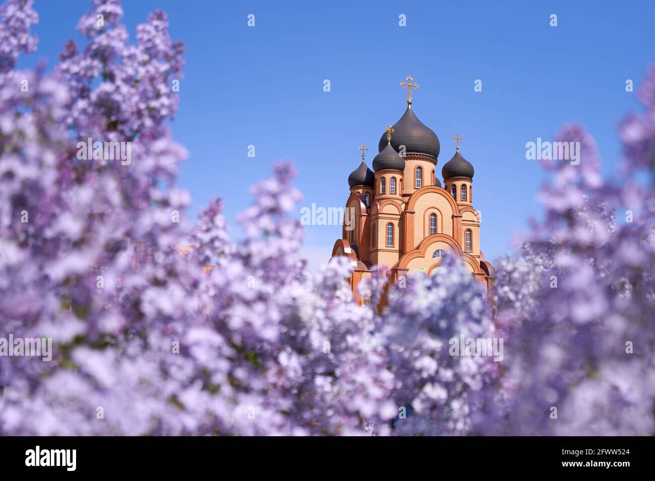 Christiany Orthodox church surrounded by blooming lilacs in spring against the blue sky Stock Photo
