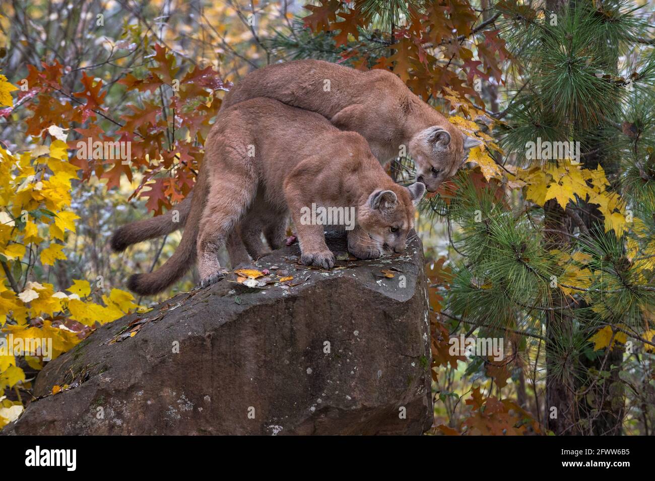 Cougars (Puma concolor) Stand Together Looking Down From Rock Autumn ...