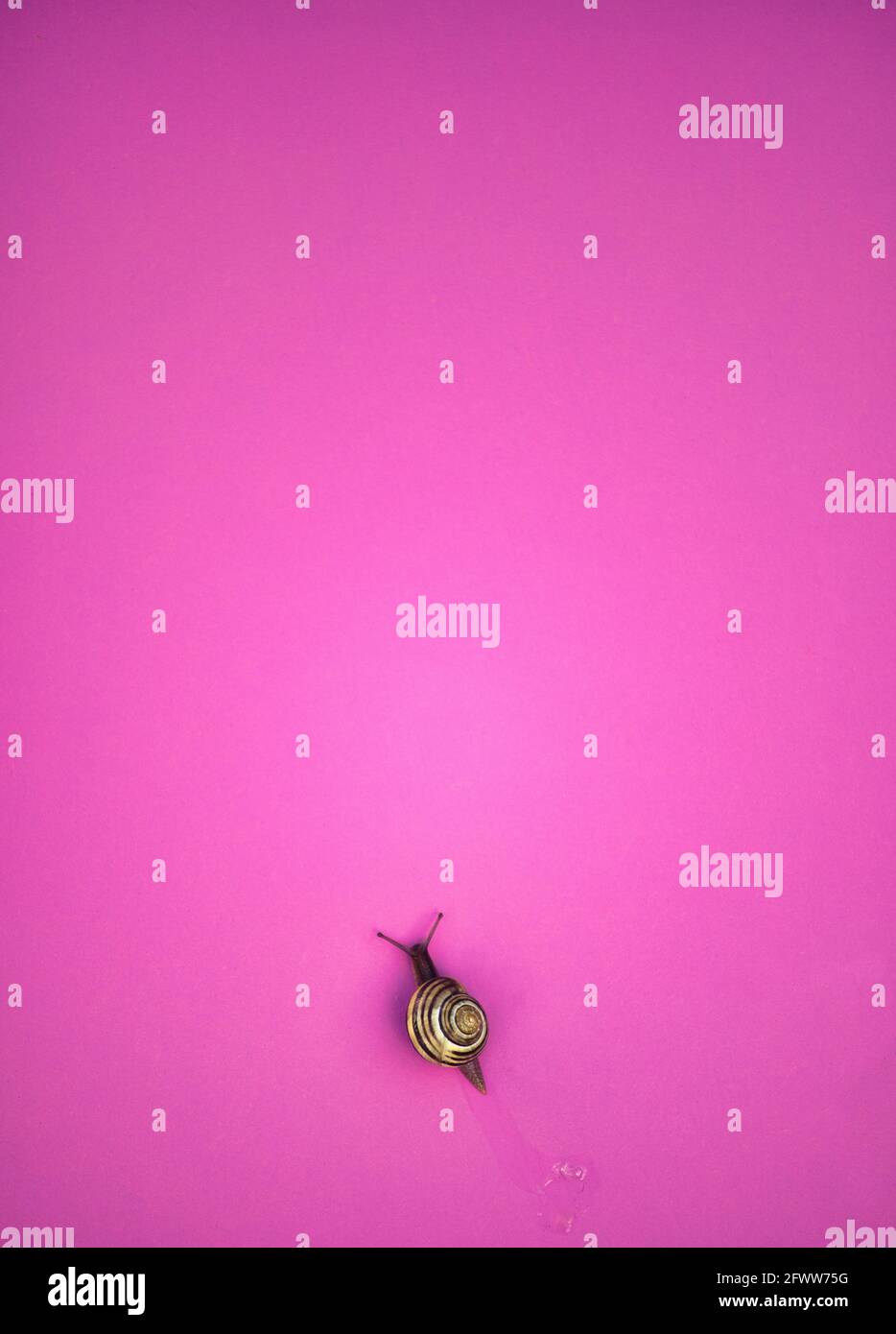 Striped garden snail (Cornu Aspersum) with antennae out leaving trail of slime on pink background. Concept of slowness, solitude, creeping Stock Photo