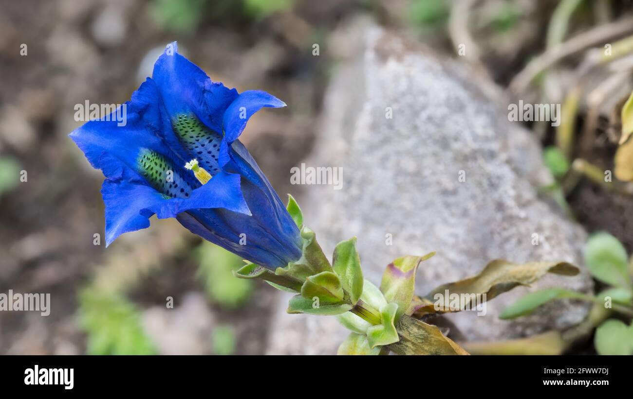 Beautiful blue stemless gentian bloom on spring garden rockery. Gentiana acaulis. Flower in trumpet shape with olive-green spotted stripes in corolla. Stock Photo