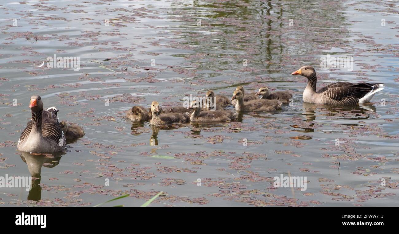 Greylag Geese family on the fishing pond Stock Photo